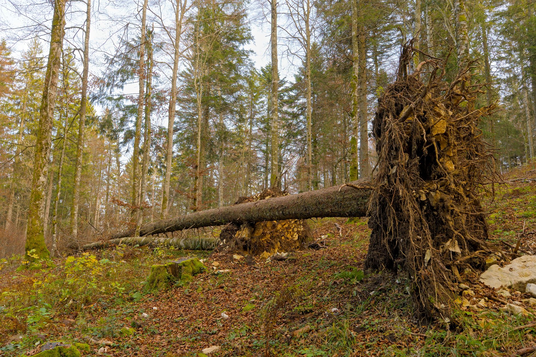 Enlèvement arbre urgence à Vélizy-Villacoublay